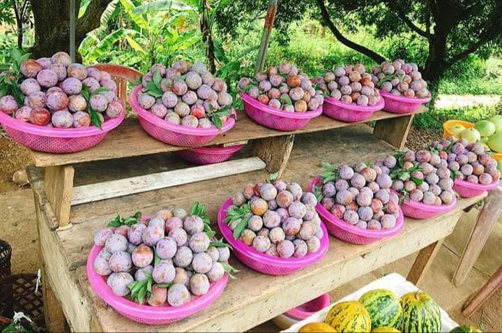 đi du lịch Sapa mận đặc sản