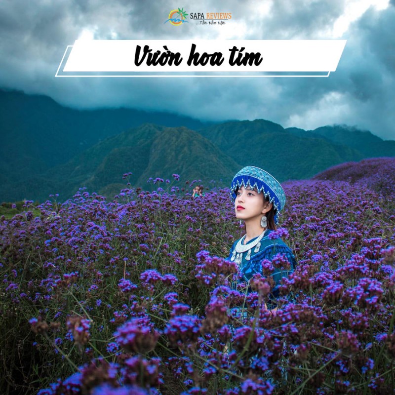 du lịch sapa mùa hoa 