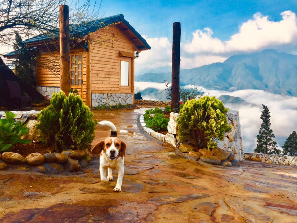 du lịch sapa với thú cưng