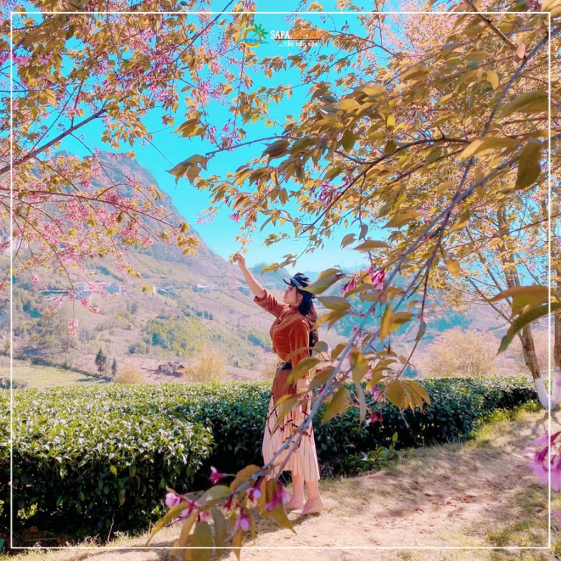 du lịch sapa hoa anh đào