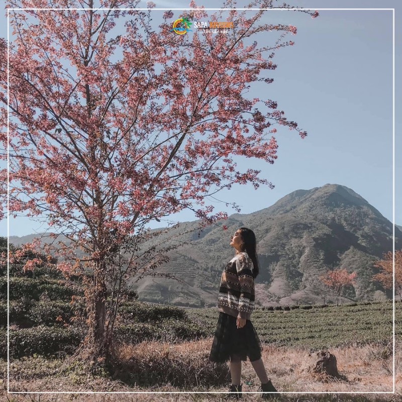 du lịch sapa hoa anh đào 