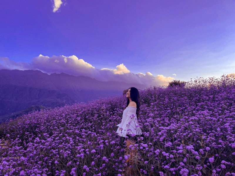 du lịch sapa ngắm hoa