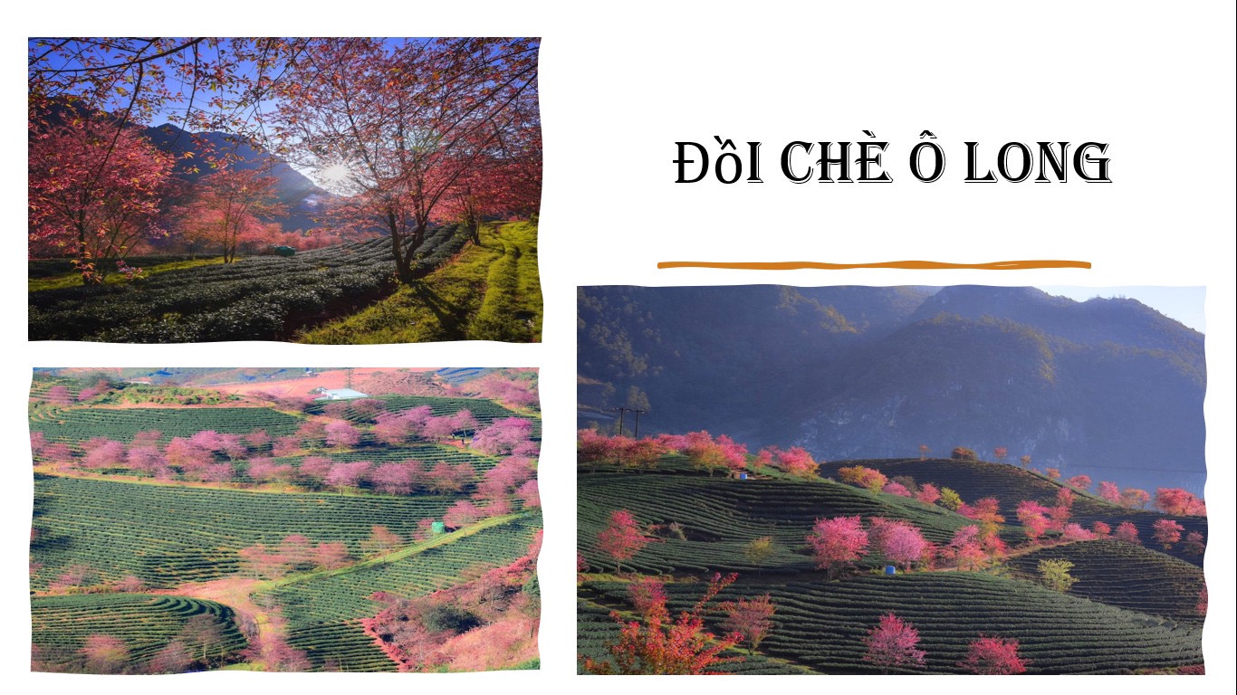 du lịch sapa check in đồi chè Ô Long 