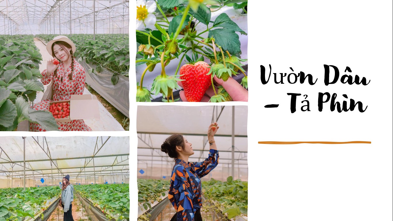 du lịch sapa check in vườn dâu 