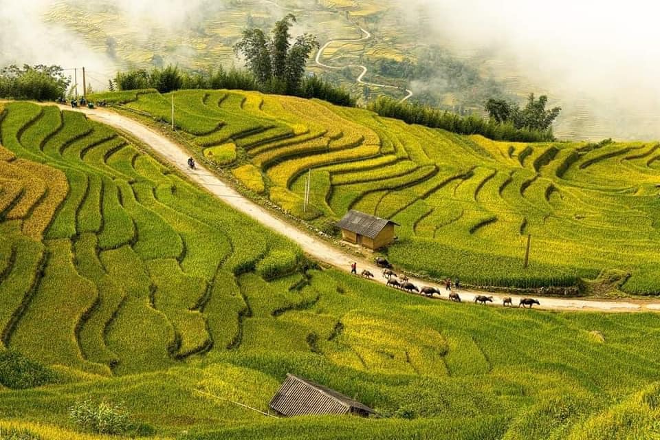 du lịch sapa y Tý 