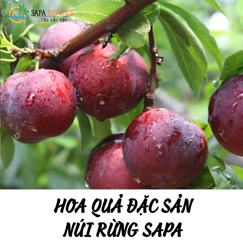 TỨA NƯỚC MIẾNG VỚI ĐẶC SẢN TRÁI CÂY NƠI NÚI RỪNG SAPA