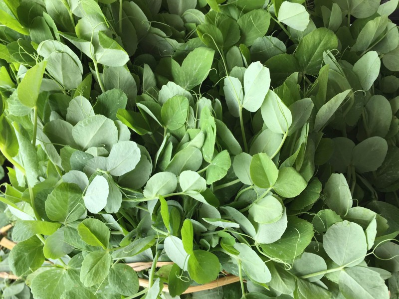 du lịch sapa rau đậu Hà Lan 