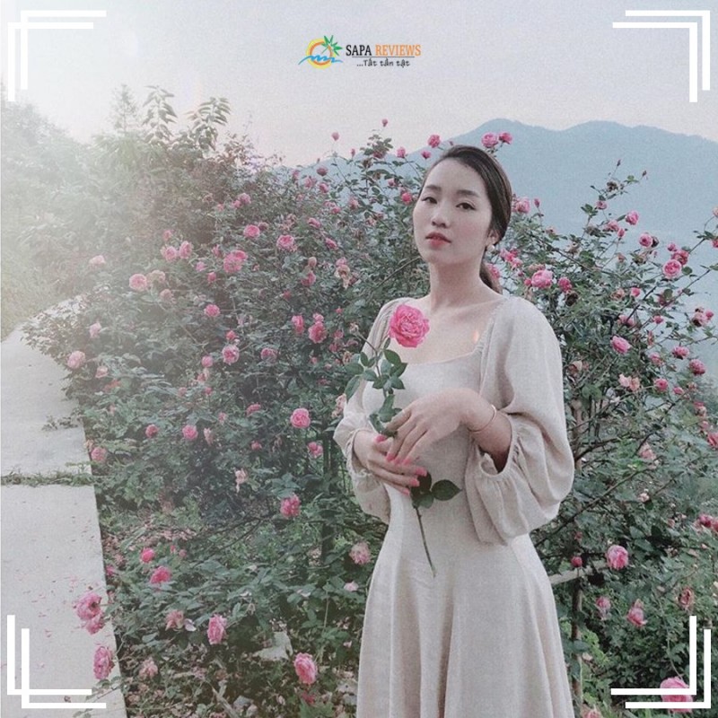 du lịch sapa ngắm hoa hồng 
