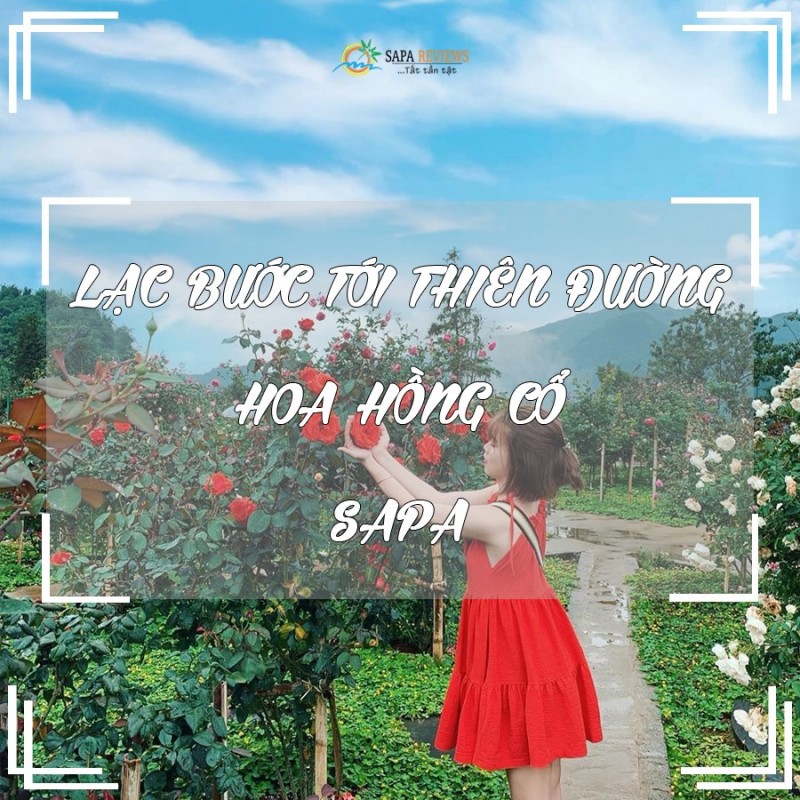 du lịch sapa ngắm hoa hồng