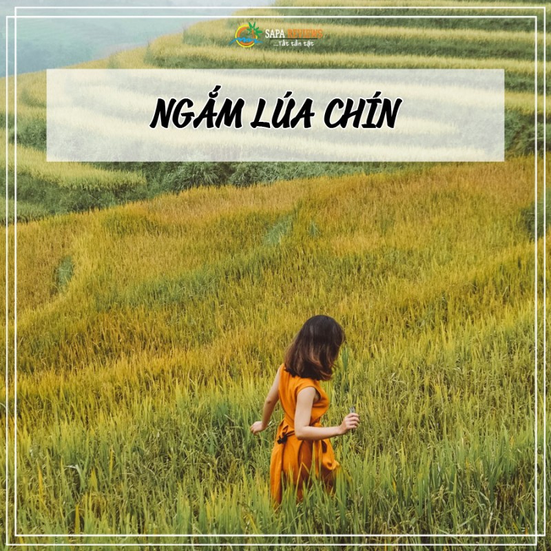 du lịch sapa mùa thu
