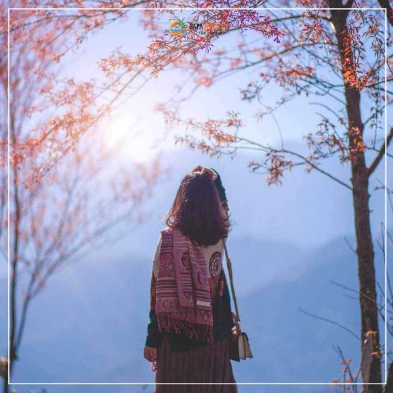 du lịch sapa ngắm hoa đào 