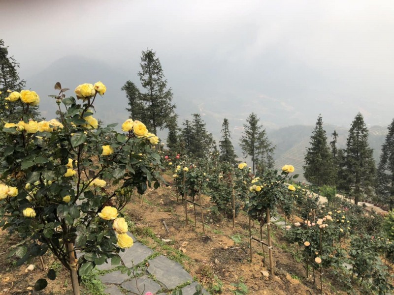 du lịch sapa ngắm hoa hồng 