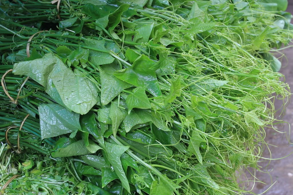 du lịch sapa rau su su